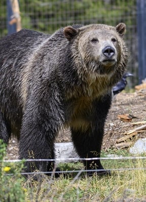 Grizzly bear at the Grizzly & Wolf Discovery Center in West Yellowstone