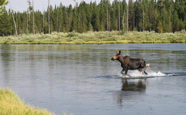 Moose wading through river with coniferous forest and sagebrush shoreline in background
