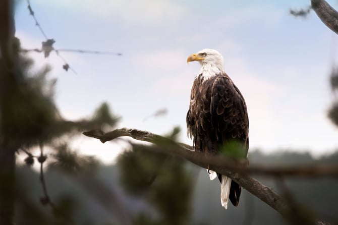 Yellowstone National Park Birding Guide