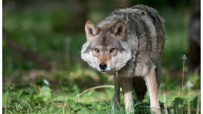 Exploring Yellowstone's Wildlife