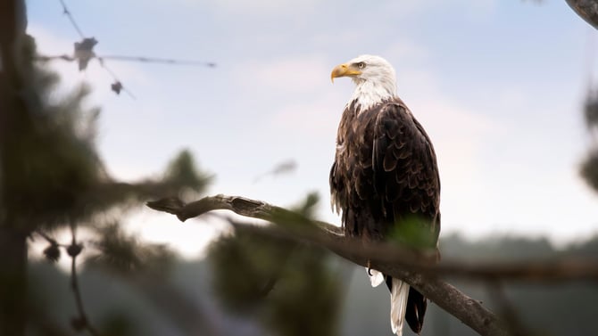 Yellowstone National Park Birding Guide