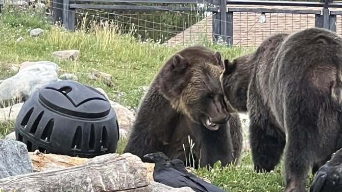 Grizzly & Wolf Discovery Center