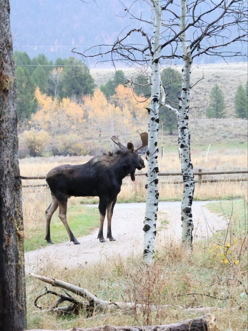 Moose standing on gravel road surrounded by birch trees and autumn landscape