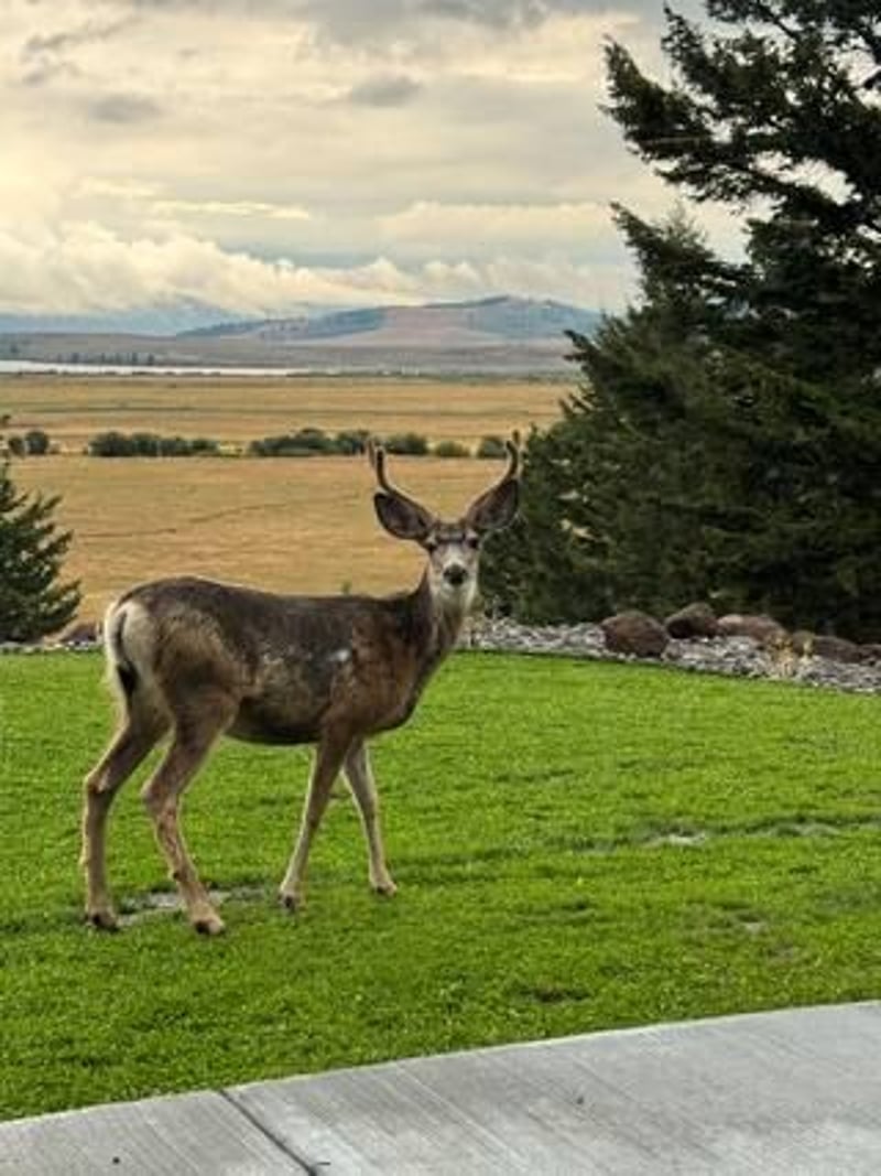 Mule deer standing on green lawn with mountain valley landscape in background