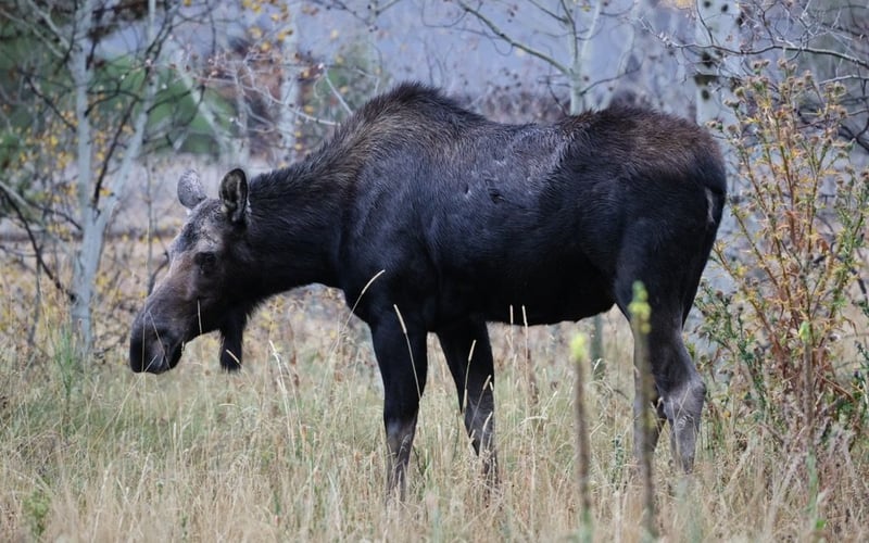 Black moose standing in tall grass and brush with birch trees in background